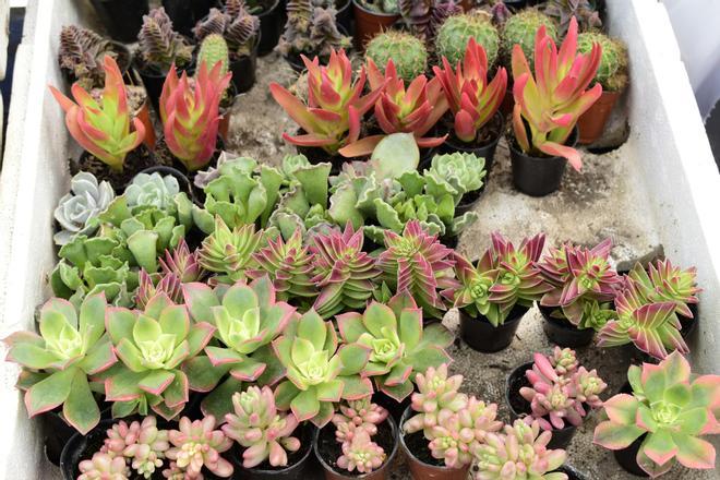 Entre el 7% y el 16% de las especies de plantas analizadas en un nuevo estudio podría extinguirse en 2100