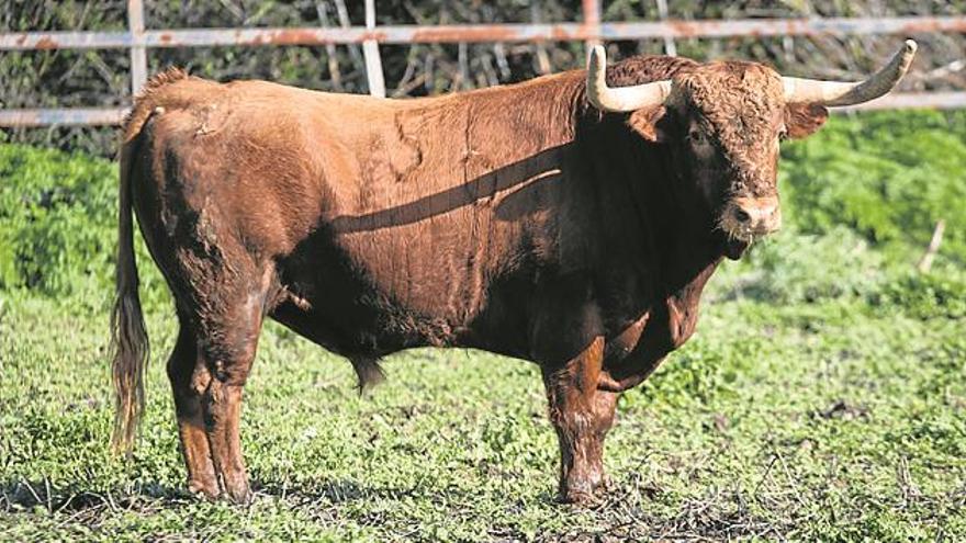 Seis toros de Torrealta que imponen para la cita con los recortadores de la Magdalena