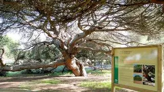 Un impresionante pino de 300 años en Andalucía, candidato a Árbol Europeo del Año