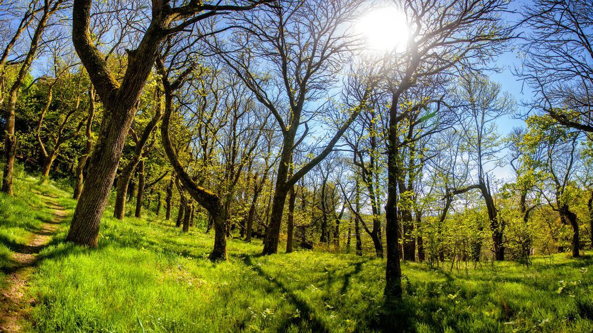 El Souto de Quiroga, también conocido como bosque de Catasós, en Lalín