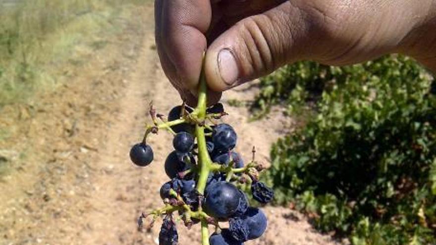 Un viticultor muestra cintas, cedés, águilas de plástico y caja de sonido de halcón, elementos contra los pájaros.