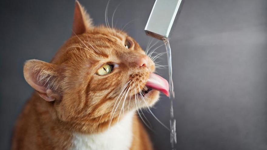 Un gato bebiendo agua del grifo.