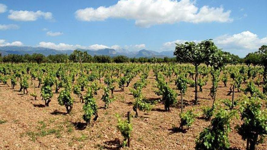 Anbaugebiet von Wein bei Binissalem