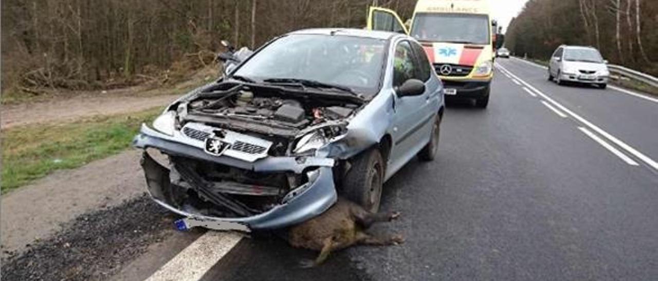 Solo un 5% de accidentes con animales en Extremadura son indemnizados por sus dueños