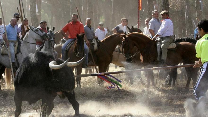 Tordesillas sustituye el Toro de la Vega por el Toro de la Peña, sin lidia ni muerte