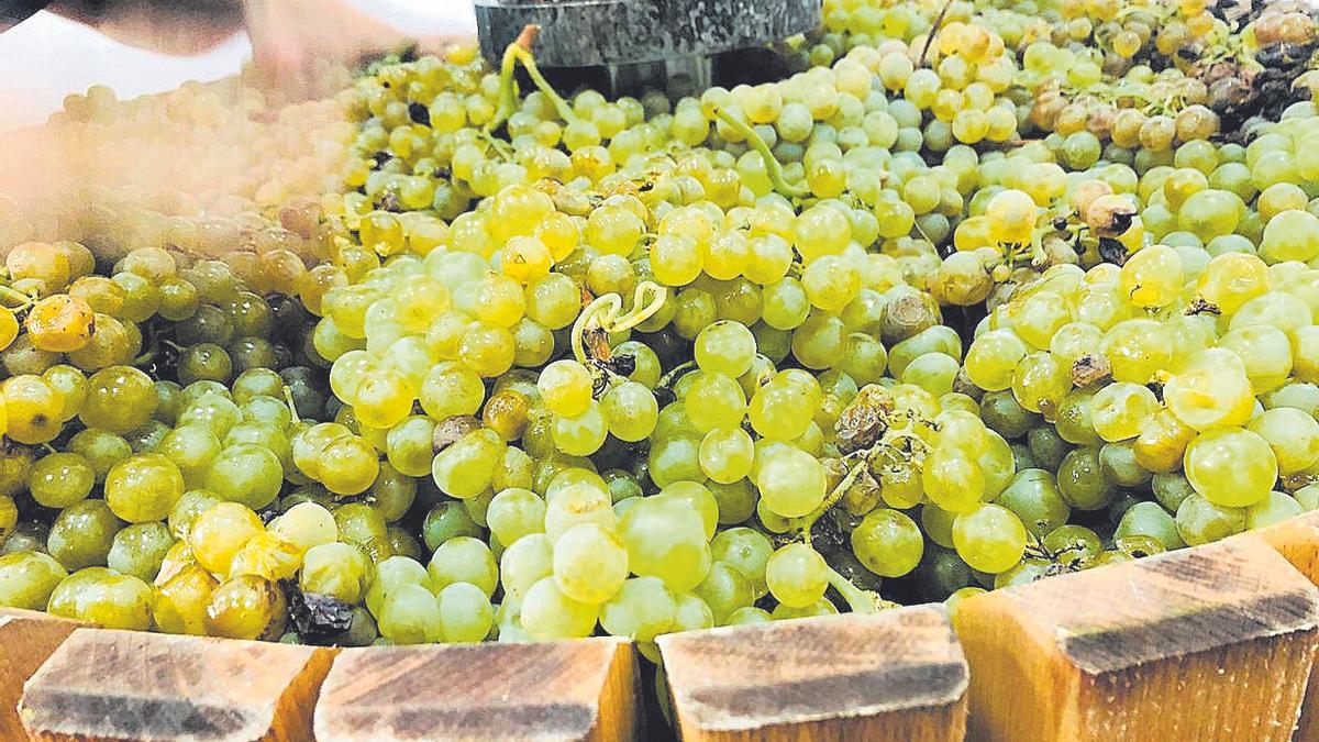 Bodega Viñerón solo elabora vinos naturales por el método ancestral.