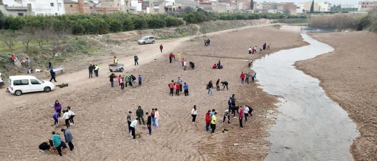 La salinidad del río Sellent fuerza una repoblación especial en Càrcer