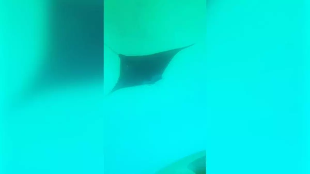 Una mantarraya gigante espanta a los bañistas en Salou