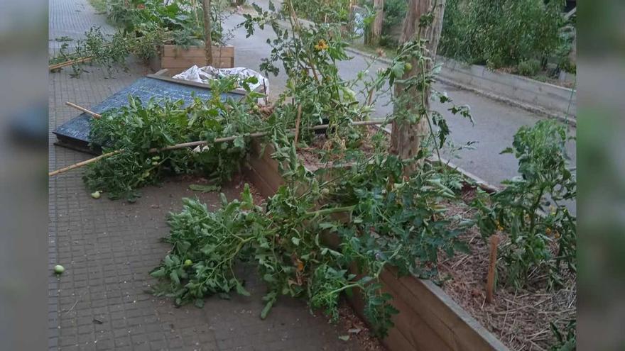 Destrossen un hort urbà al barri de Sant Narcís de Girona