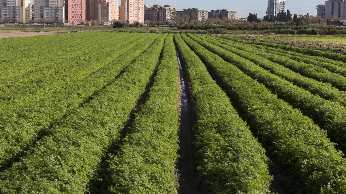 Huerta de Campanar.