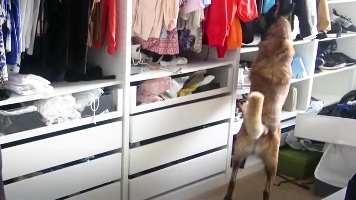 Vídeo | Així van suplantar la identitat de clients de bancs i van robar un milió a 90 persones