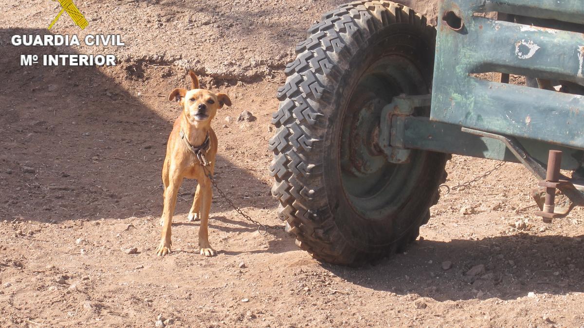 Quebranta la condena por tenencia de animales en Gáldar