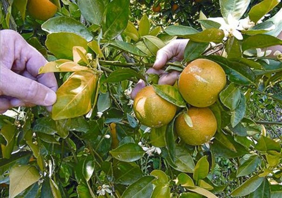 Un taronger afectat per la malaltiade l’’enverdiment’, a Florida. Un taronger afectat per la malaltiade l’’enverdiment’, a Florida.