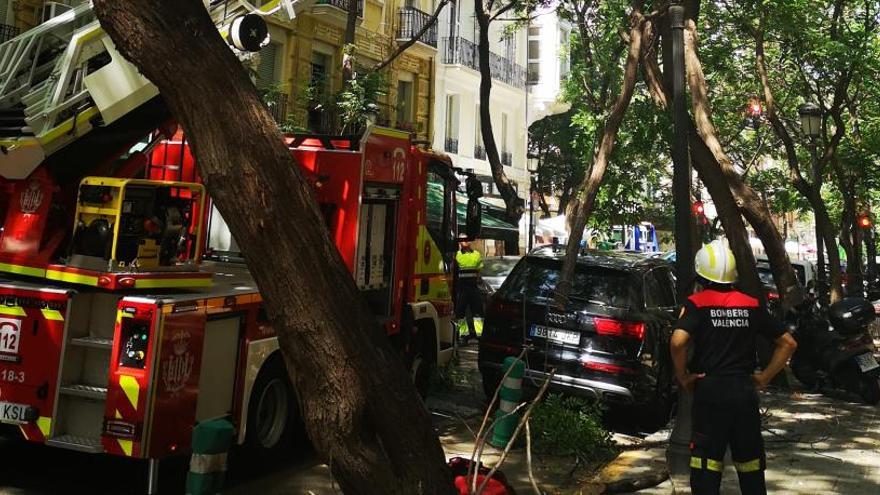 Talan un árbol en Conde Altea para evitar una caída