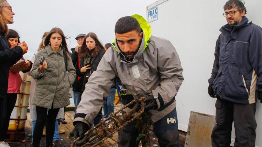 &quot;Con el ruido marino los mejillones cierran sus valvas y las almejas se entierran”