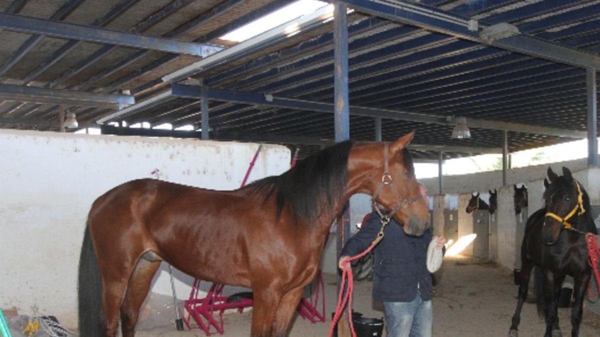 Imagen de archivo de caballos en una cuadra de la isla.