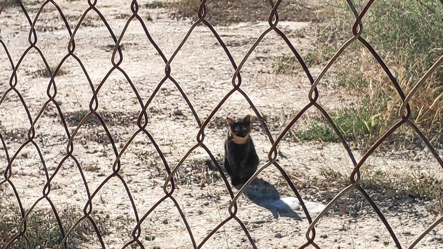 Colonias descontroladas de gatos en varias zonas de El Campello