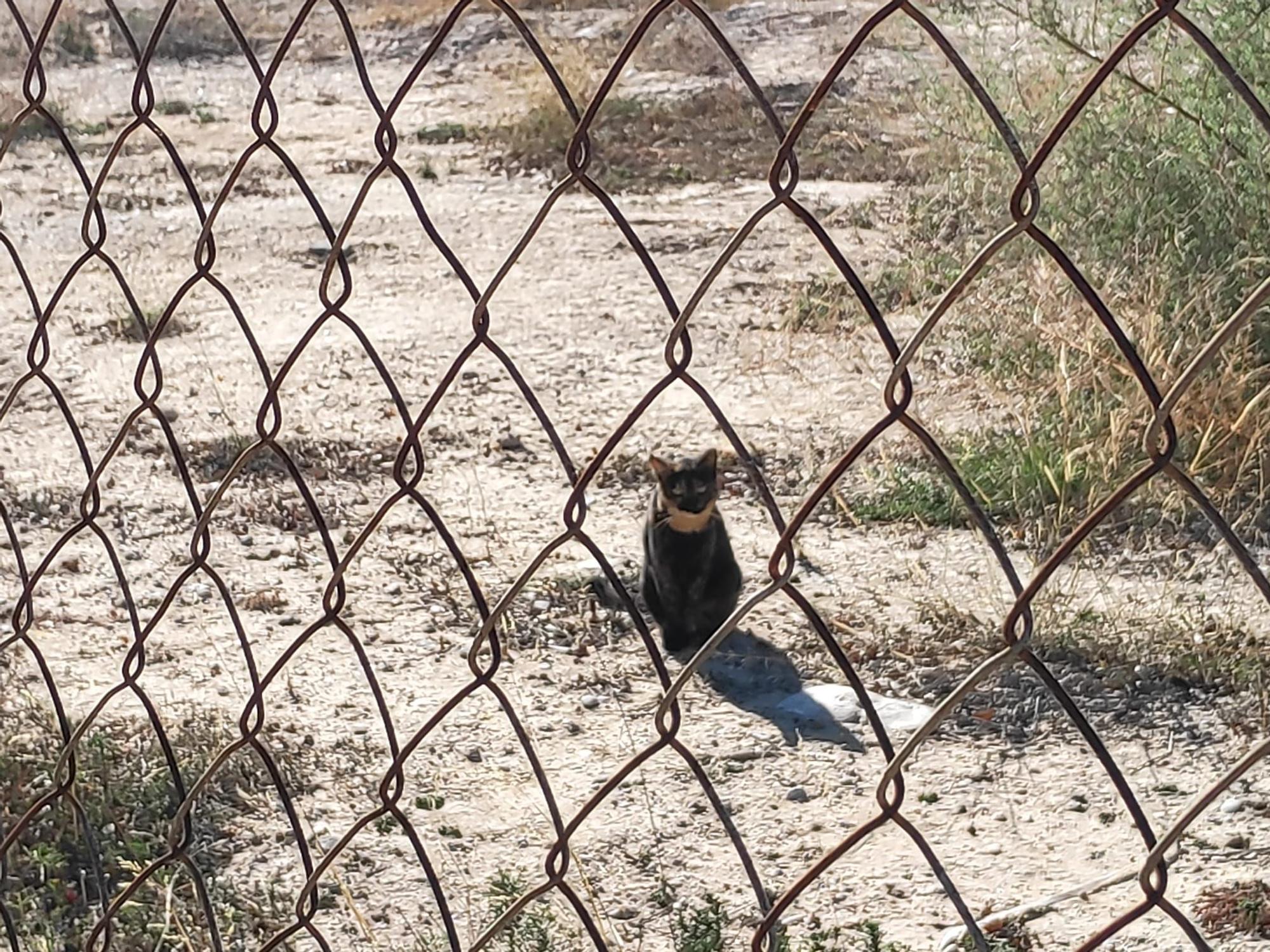 Colonias descontroladas de gatos en varias zonas de El Campello