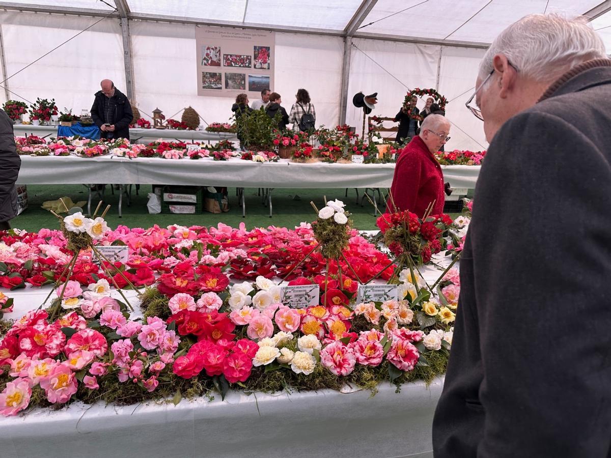En imágenes: las camelias arrasan en Luarca