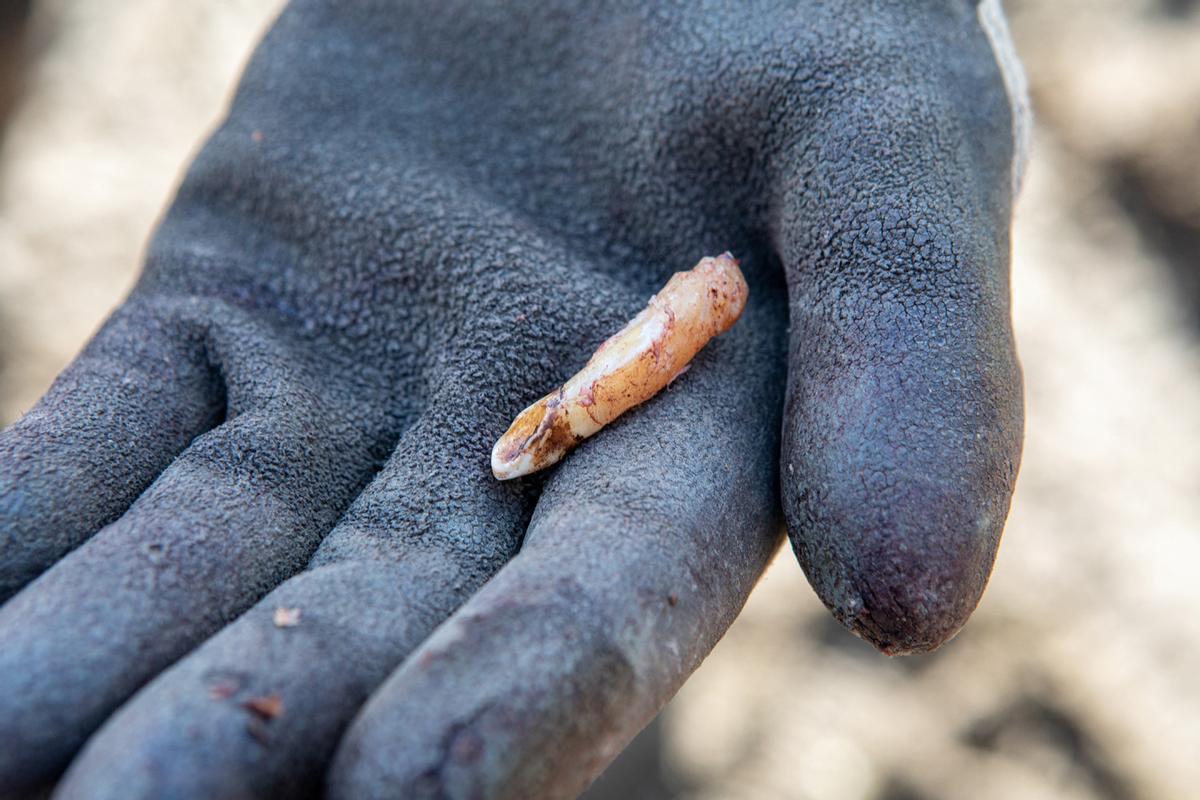 Las crías de alce en Maine, en peligro por las garrapatas y el cambio climático