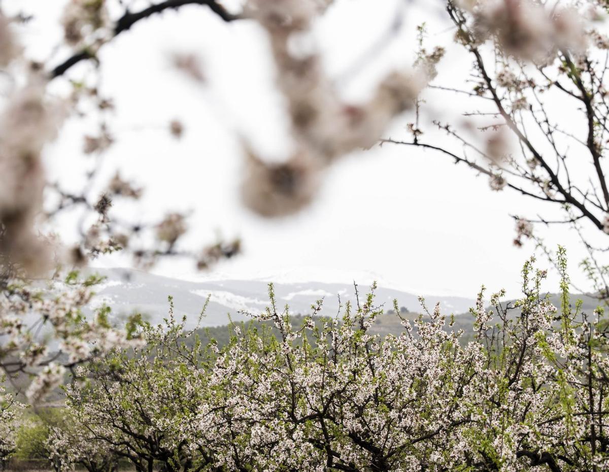 Almendros en flor, en una imagen tomada recientemente.