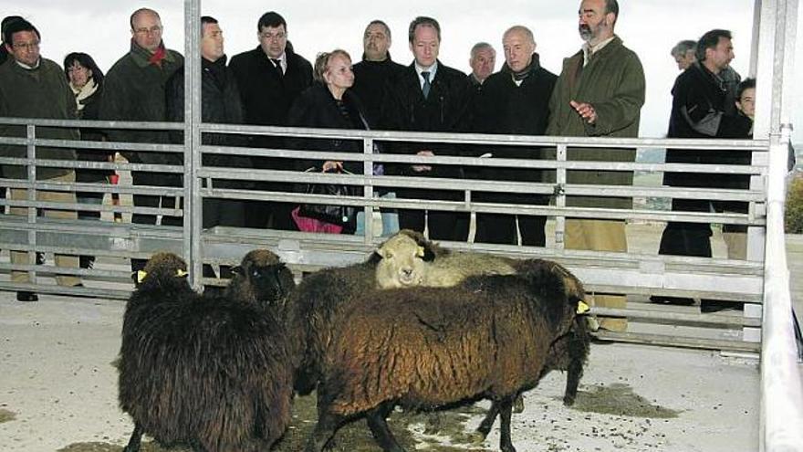 Koldo Osoro, a la derecha, explica al Consejero y a la Alcaldesa las instalaciones dedicadas a la oveja xalda.