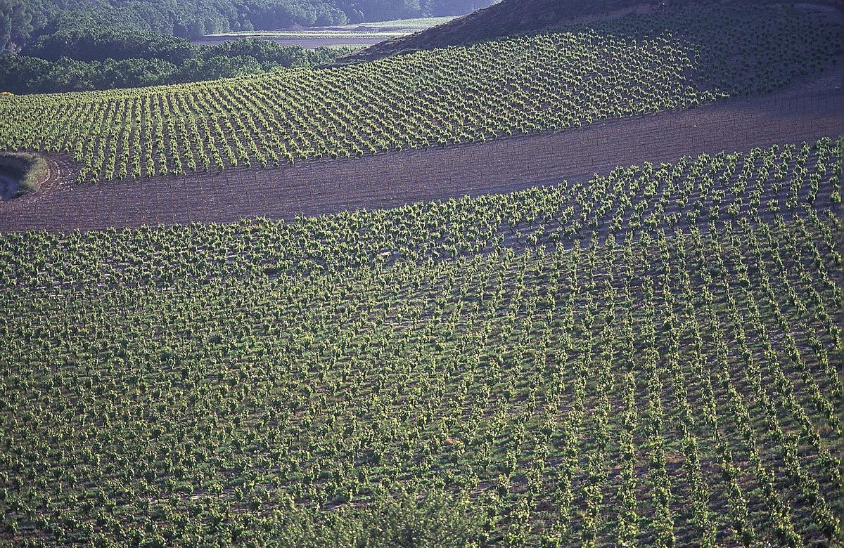 Vistas de viñedos en la localidad de Haro. 