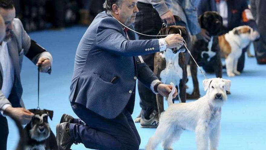Perros en la élite de los concursos de belleza - La Nueva España
