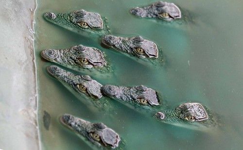 Crocodile hatchling swim inside a pen at Nyanyana Crocodile Farm in Kariba