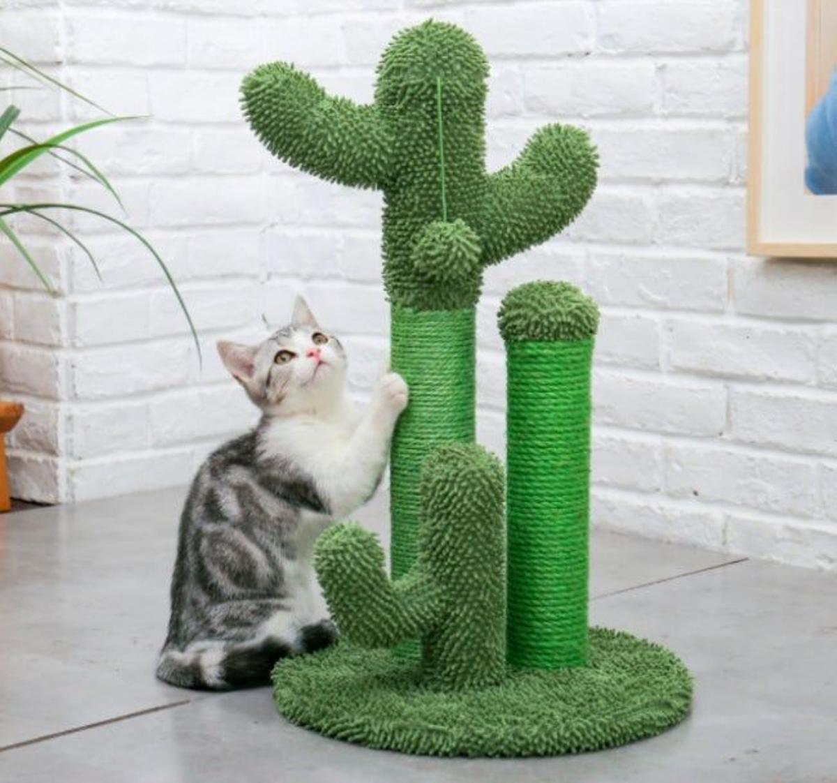 Cactus rascador