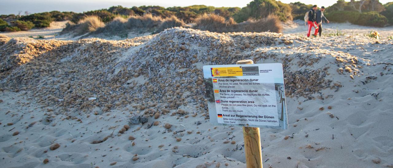 A pesar de los carteles, es fácil encontrargente en el interior de las dunas de es Cavallet.