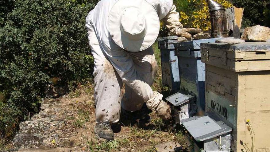 Un apicultor zamorano controla sus colmenas.