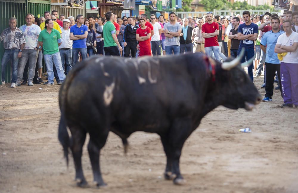 Festes de Sant Pasqual en Vila-real 2016