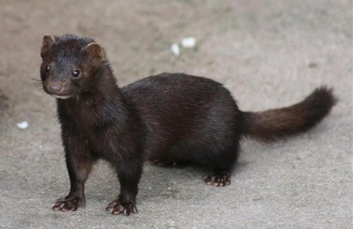 epons33224329 vison americano especies invasoras160318151311 epons33224329 vison americano especies invasoras160318151311