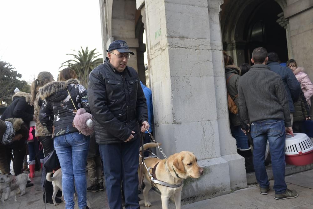 Bendición de mascotas en La Magdalena.