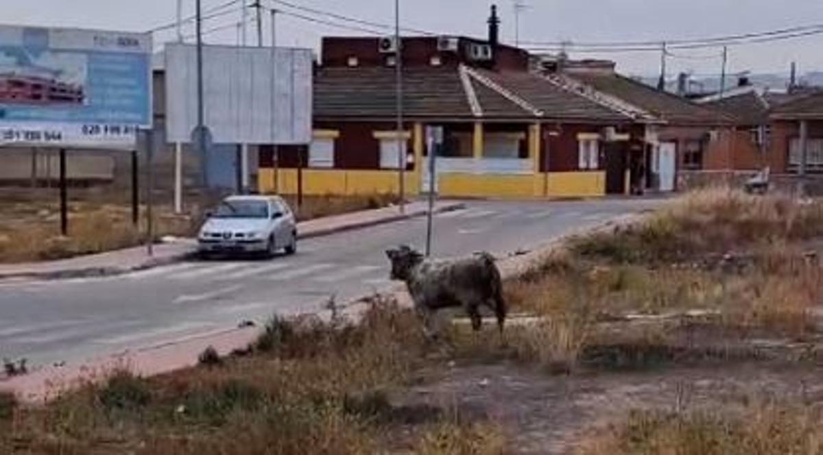 Se escapa un toro en Las Torres