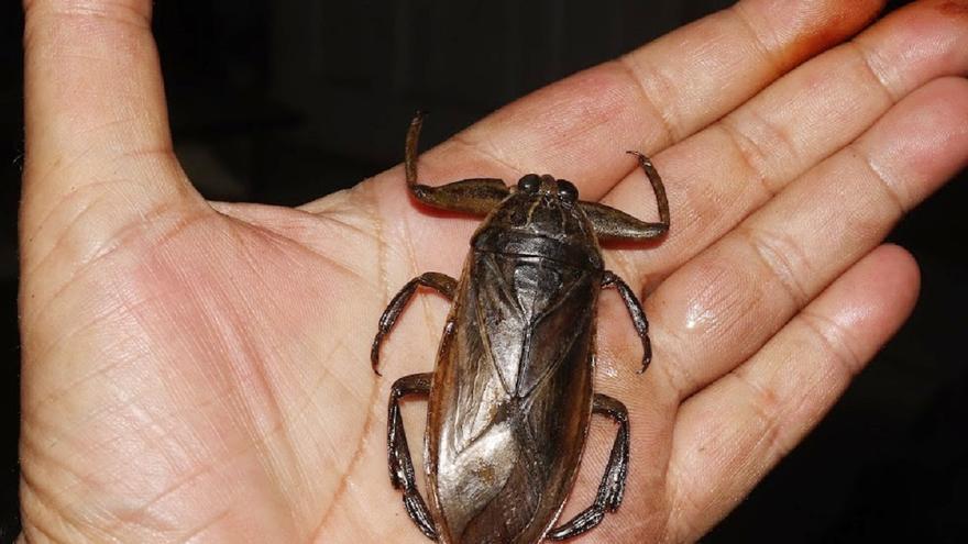 Este es el voraz insecto gigante que se expande por el Mediterráneo