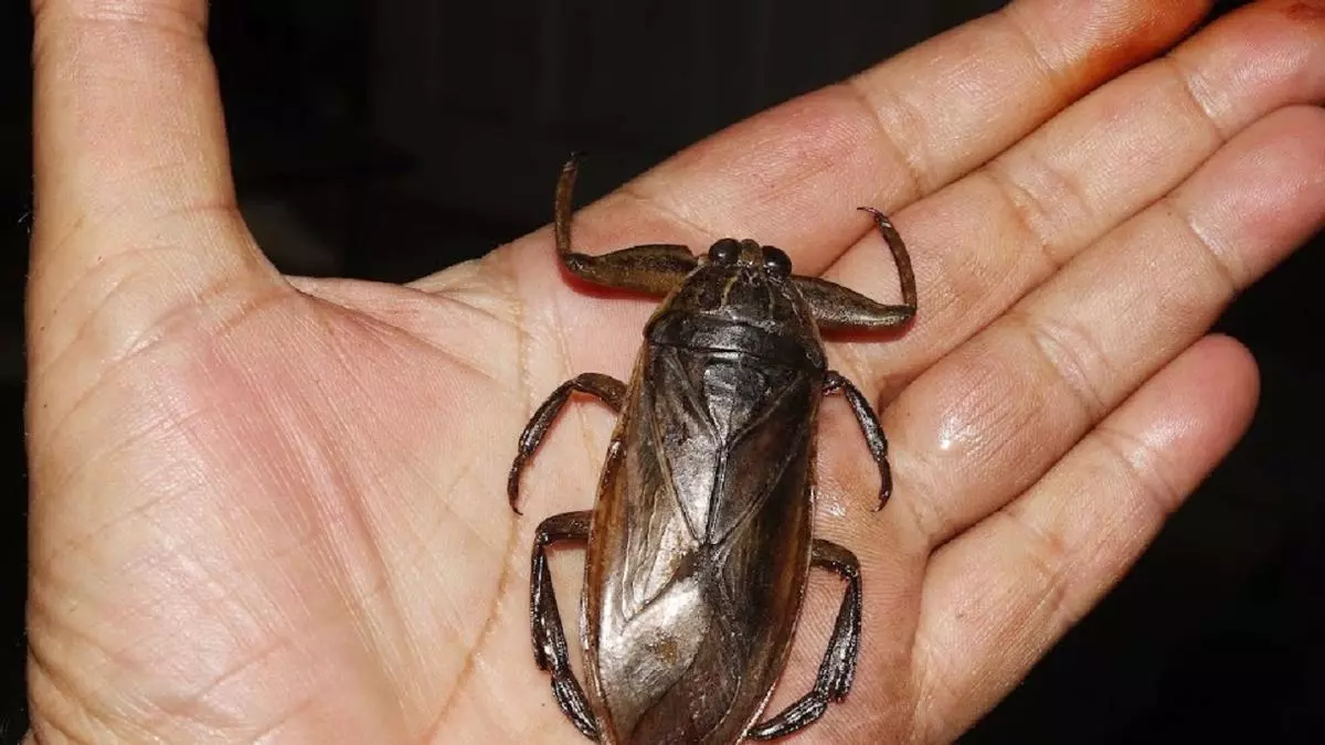 Este es el voraz insecto gigante que se expande por el Mediterráneo