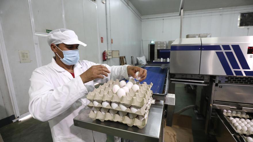 Cada dia es compren a Catalunya 2,5 milions d&#039;ous frescos de gallina