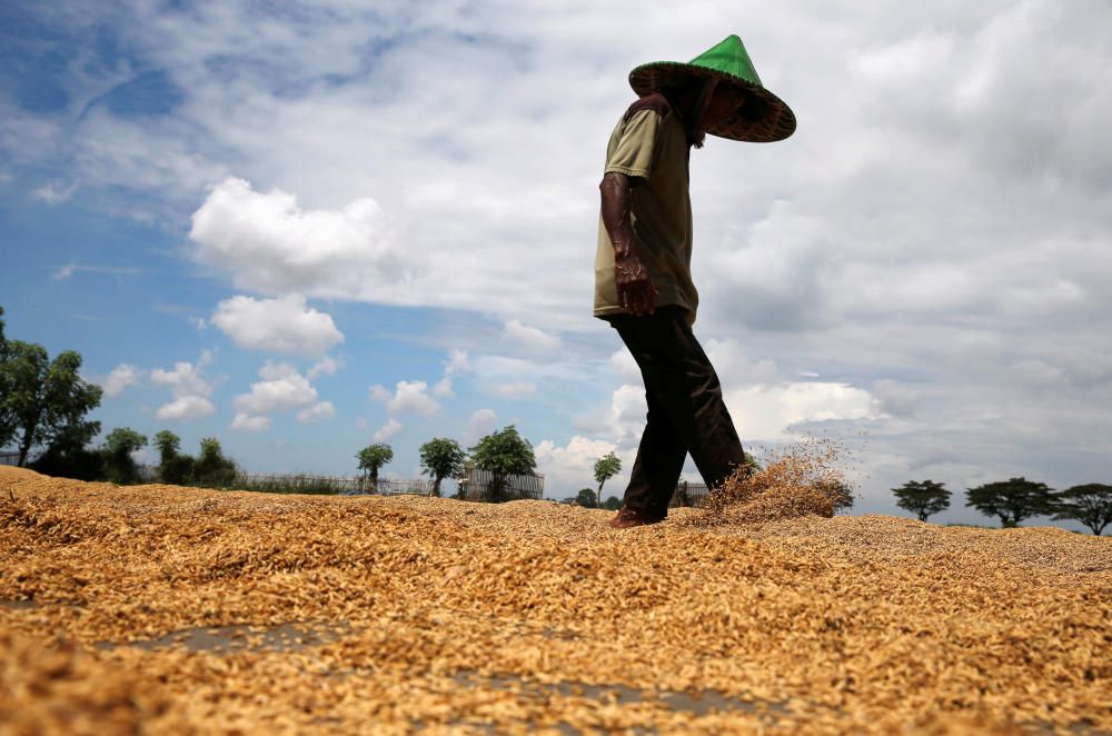 A worker spreads rice grains during a drying ...
