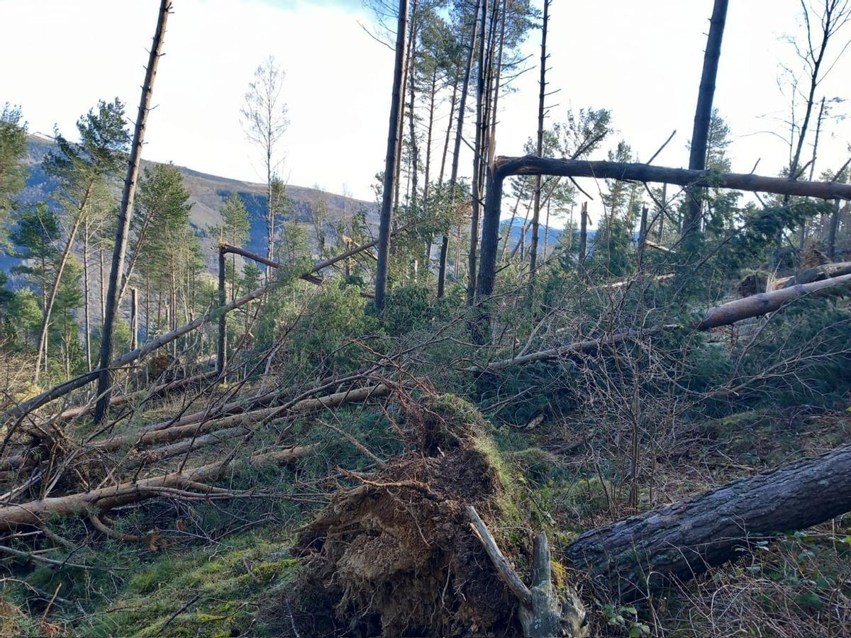 Les fotos de l'afectació al bosc després de la ventada al Ripollès