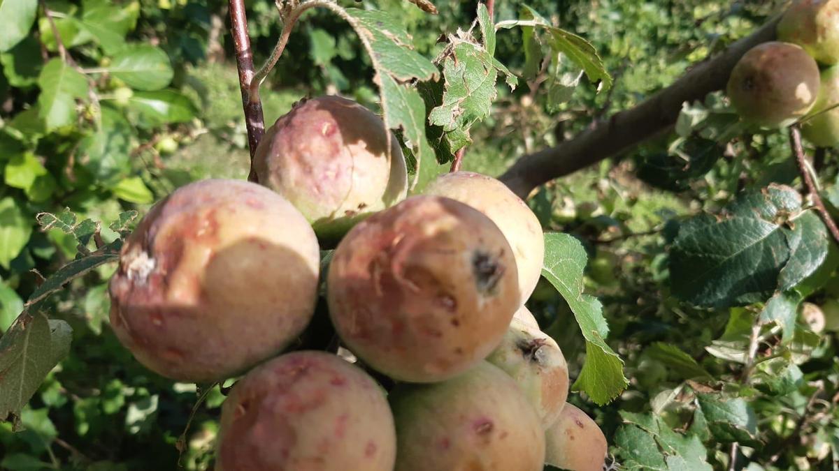 La fruta también sufrió daños en los campos de la localidad.