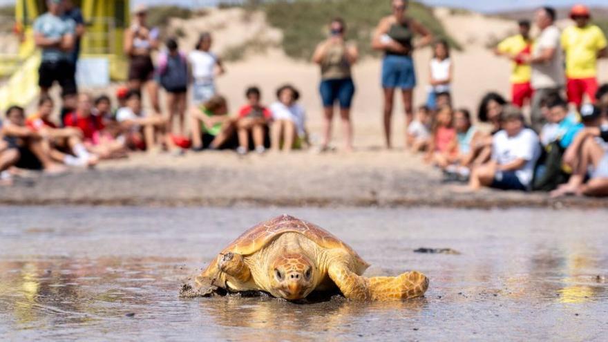 El Cabildo libera una tortuga boba en Playa Blanca tras su curación