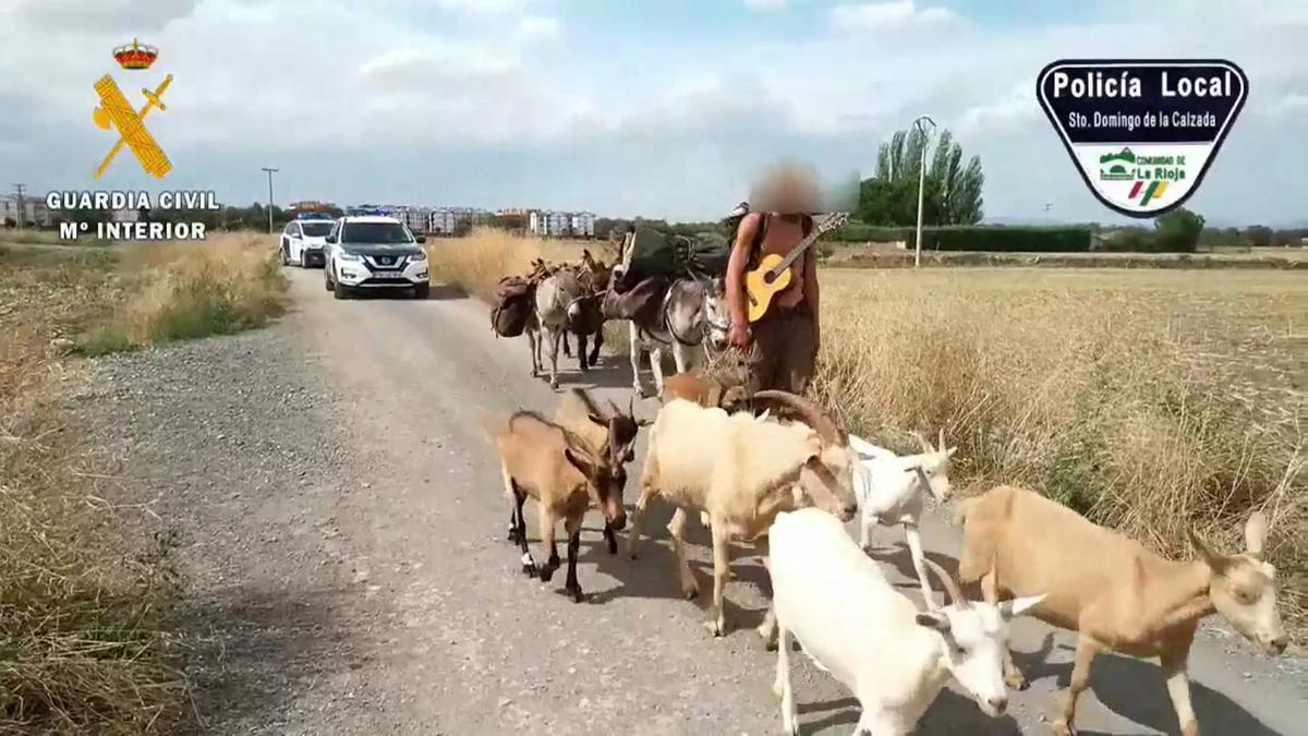 Amb set cabres, tres burros i un gos: així feia el Camí de Santiago aquest pelegrí