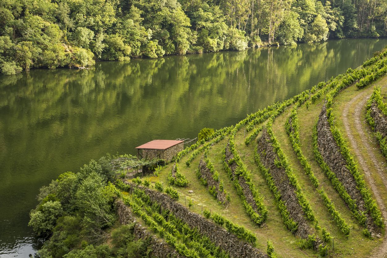Terrazas con viñedos a orillas del río Sil, en la Ribeira Sacra