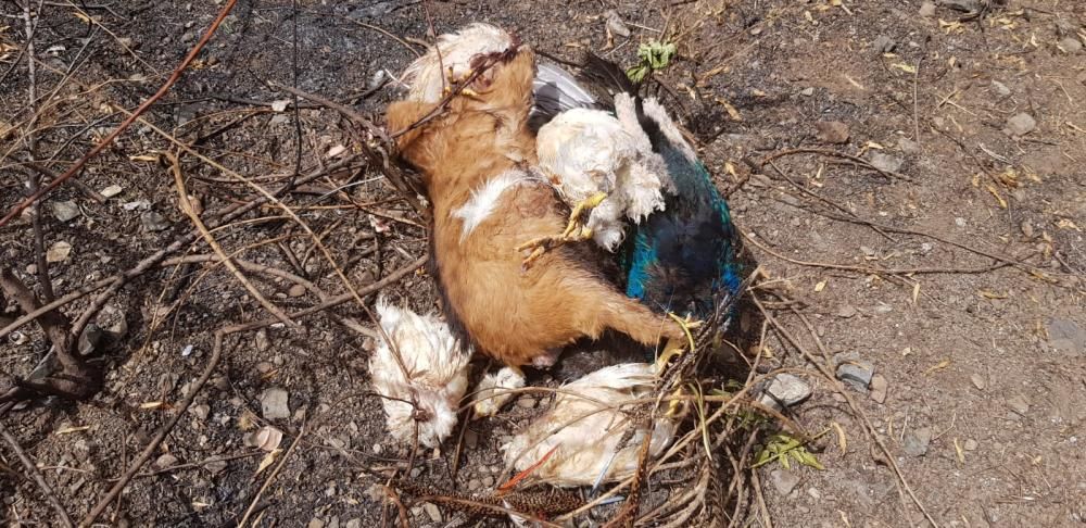 Animales muertos en Santa Brígida