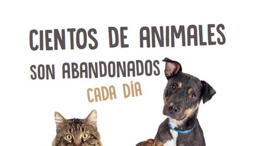 Cartagena reacciona ante el aumento de los abandonos de animales