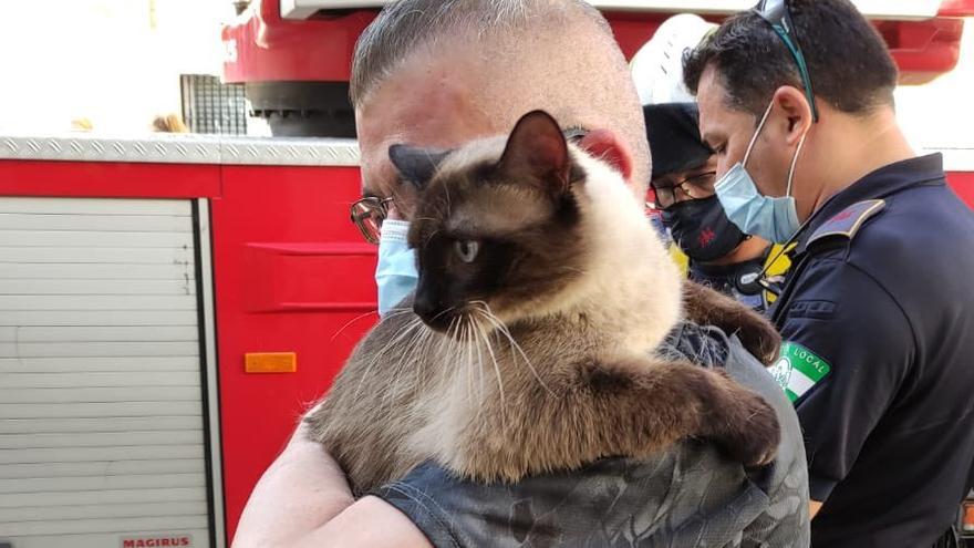 Rocky, el gato salvado por los bomberos, en brazos de su dueño.