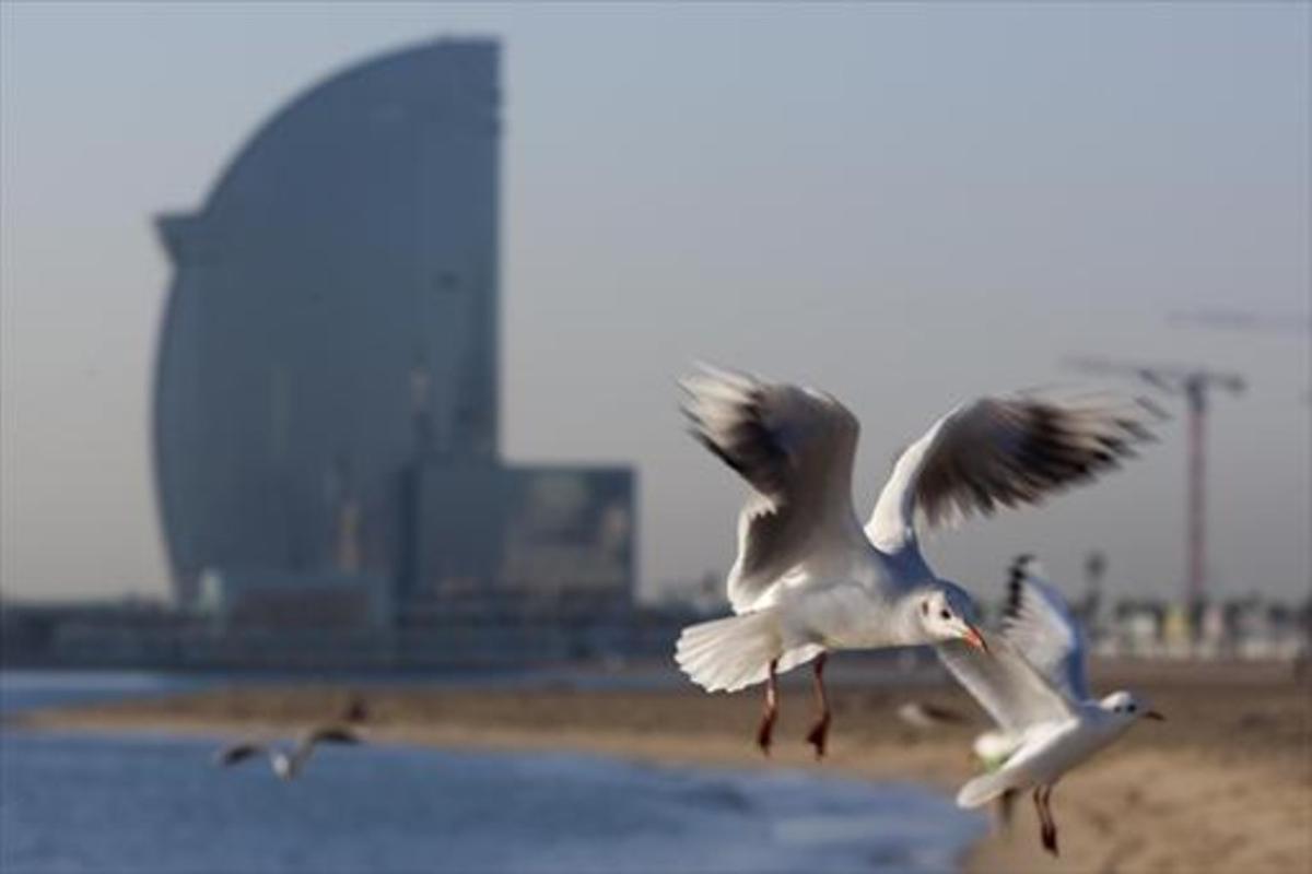 Gaviotas en una de las playas urbanas de Barcelona.