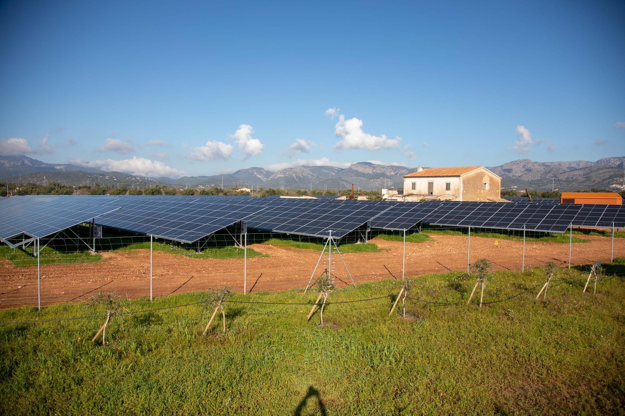 Agricultura en Mallorca: La conselleria prioriza que los parques fotovoltaicos se compensen con cultivos de más valor agrícola